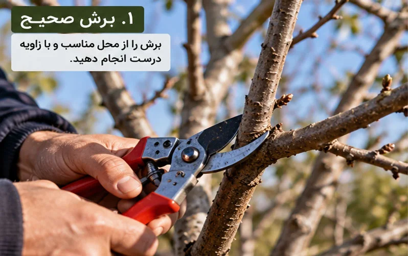 هرس درختان میوه را از کجا شروع کنیم؟ راهنمای هرس نهال و درخت جوان برای باغداران