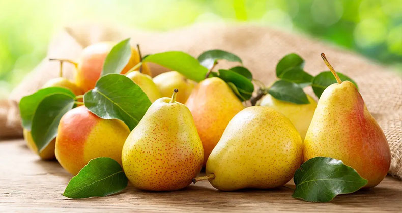 خرید نهال گلابی ، شاه میوه ها در ایران با قیمت باورنکردنی
