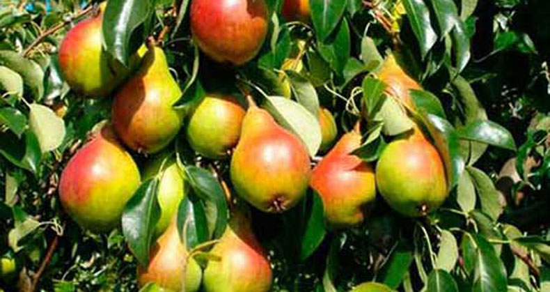 خرید نهال گلابی ، شاه میوه ها در ایران با قیمت باورنکردنی
