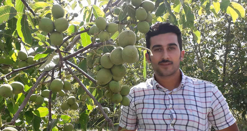 باردهی عجیب و شگفت انگیز درخت گردو در آذربایجان غربی