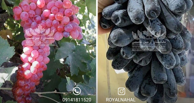 نهال انگور وارداتی و ایرانی