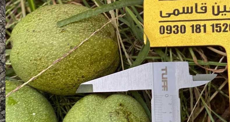 از سیر تا پیاز نهال گردو ژنوتیپ