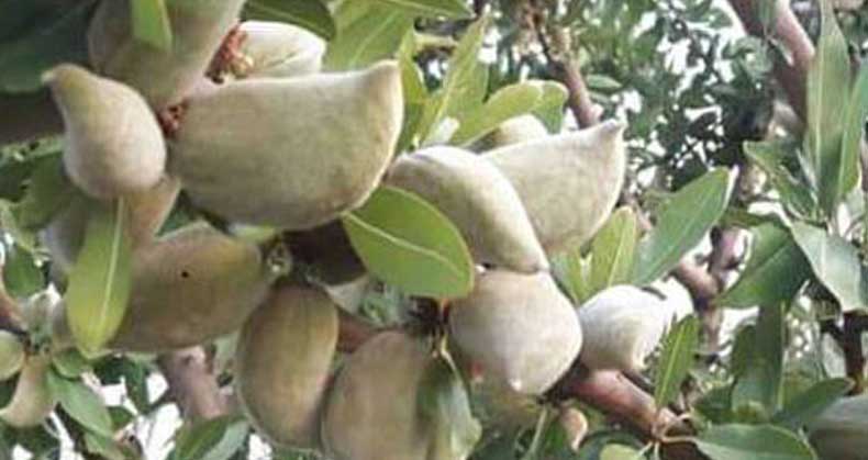 نکات مهم کاشت نهال بادام شمشیری