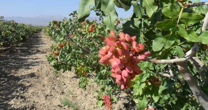 تاثیر نمک برای درخت پسته