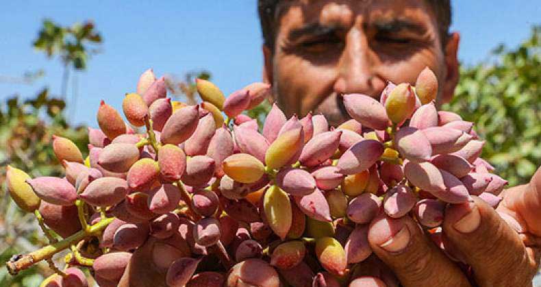 تاثیر نمک برای درخت پسته