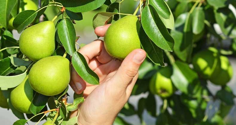 عوامل موثر در رشد و توسعه نهال گلابی