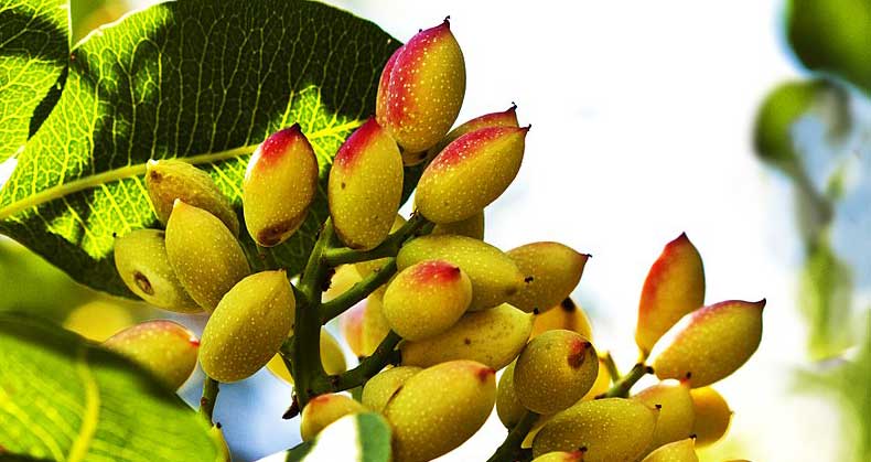 عوامل موثر در باردهی درخت پسته