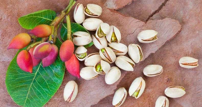 عوامل موثر در باردهی درخت پسته
