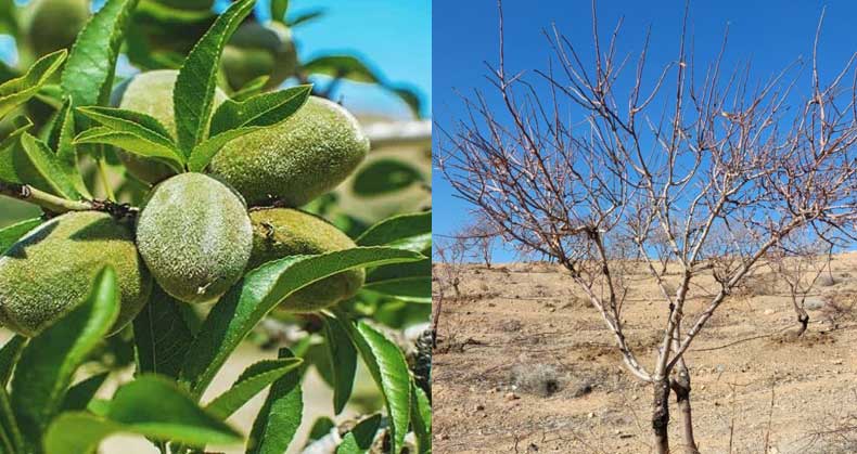 عوامل بیماری جارویی شدن درخت بادام