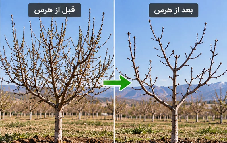 هرس درختان میوه را از کجا شروع کنیم؟ راهنمای هرس نهال و درخت جوان برای باغداران