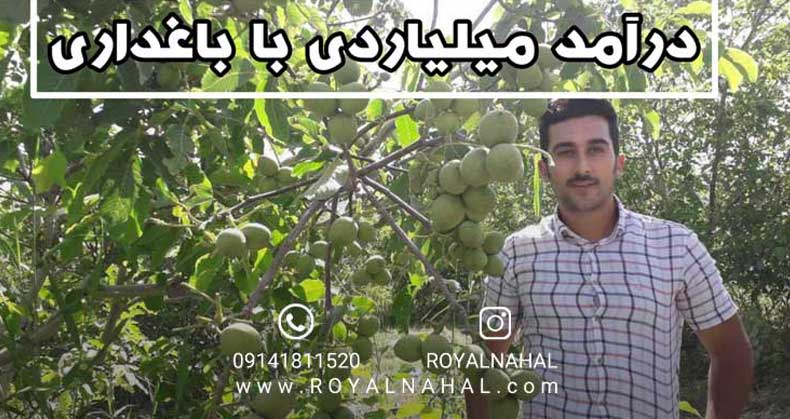 آیا میدانید درآمد باغ مدرن گردو میلیاردیست؟