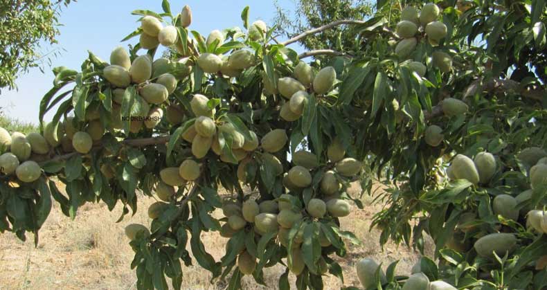 کاشت پاییزه نهال بادام با گیرایی 100 درصد