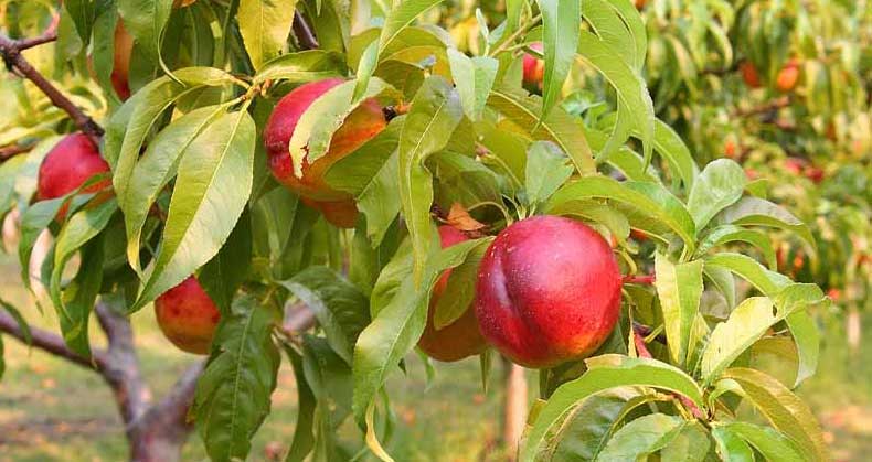 راهنمای گام به گام کاشت و پرورش نهال شلیل