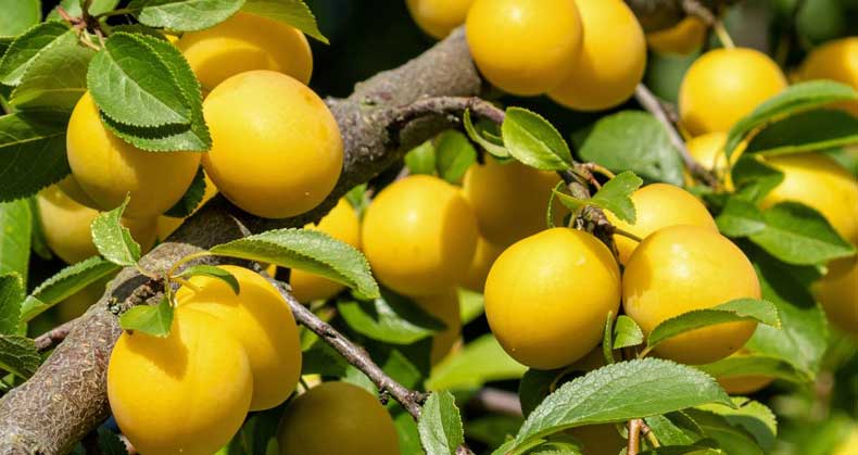 راهنمای گام به گام خرید نهال آلو