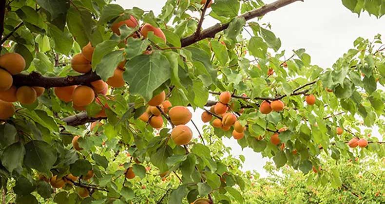 عوامل کلیدی در انتخاب نهال زردآلو