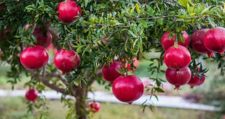 مزایای اقتصادی نهال انار مقاوم به سرما