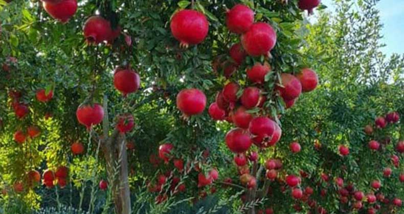 مزایای اقتصادی نهال انار مقاوم به سرما