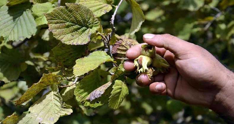 راهنمای کامل برای شروع باغ فندق