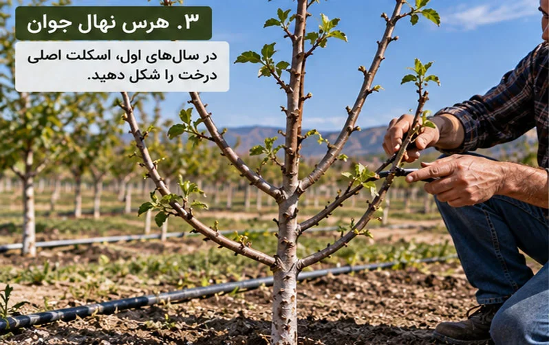 هرس درختان میوه را از کجا شروع کنیم؟ راهنمای هرس نهال و درخت جوان برای باغداران