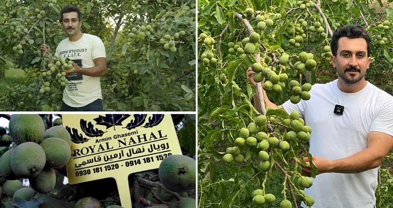 نکات کلیدی نگهداری و پرورش نهال گردو