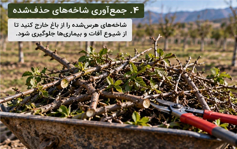 هرس درختان میوه را از کجا شروع کنیم؟ راهنمای هرس نهال و درخت جوان برای باغداران