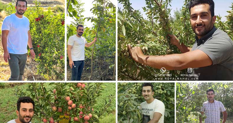 راهنمای انتخاب بهترین نهال برای باغ شما