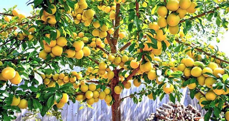 راهنمای جامع کاشت و پرورش نهال آلو