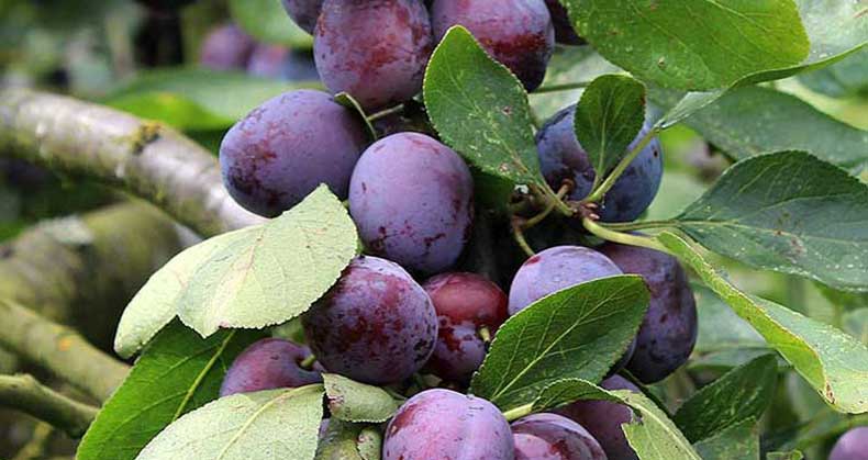 راهنمای جامع کاشت و پرورش نهال آلو