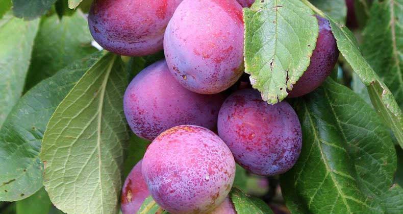 راهنمای جامع کاشت و پرورش نهال آلو