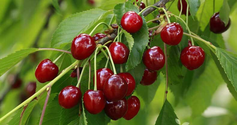 راهنمای کاشت و پرورش نهال آلبالو