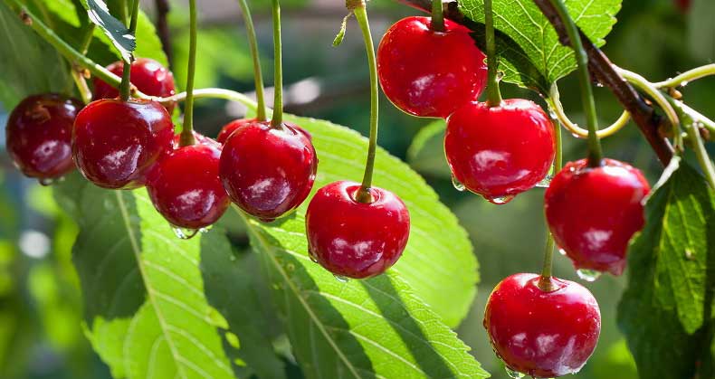 راهنمای کاشت و پرورش نهال آلبالو