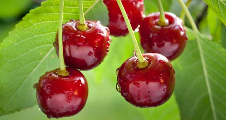 راهنمای کاشت و پرورش نهال آلبالو