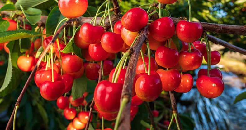 راهنمای پرورش نهال آلبالو