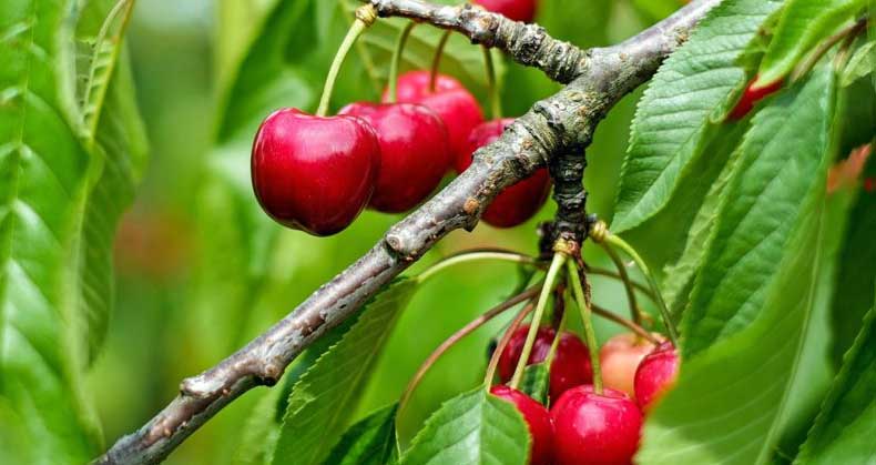 راهنمای پرورش نهال آلبالو