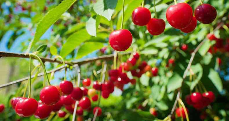 راهنمای پرورش نهال آلبالو