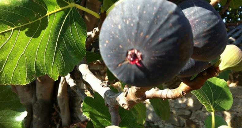 راهنمای جامع کاشت و پرورش نهال انجیر