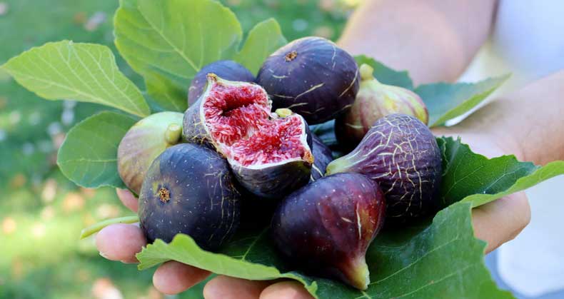 راهنمای جامع کاشت و پرورش نهال انجیر