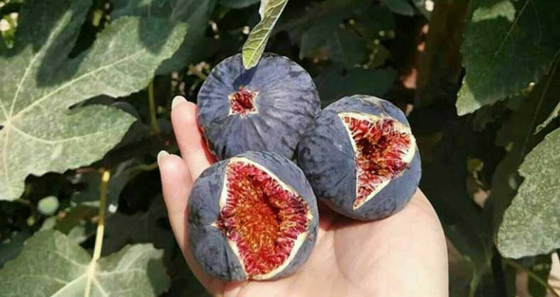 راهنمای جامع کاشت و پرورش نهال انجیر