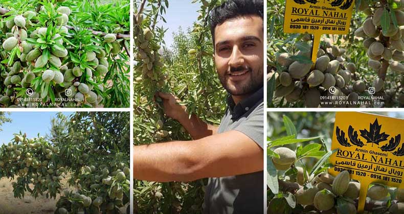 راهنمای کاشت نهال بادام