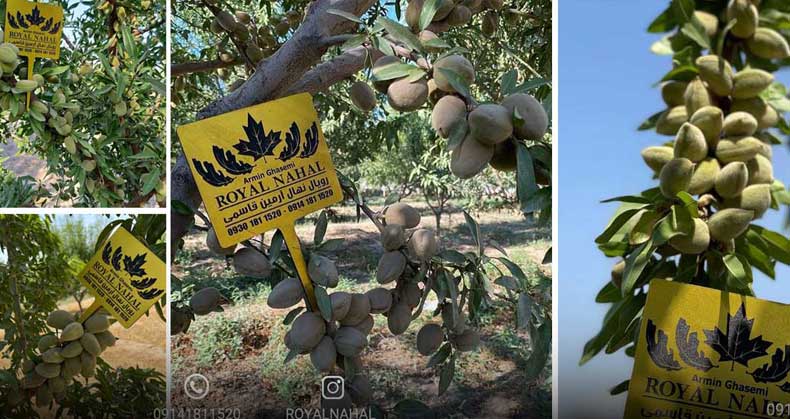 راهنمای کاشت نهال بادام