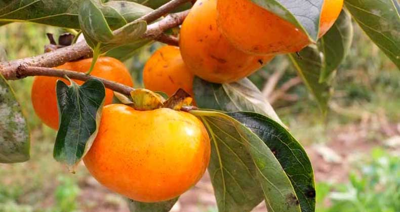 روشهای کاشت و پرورش نهال خرمالو