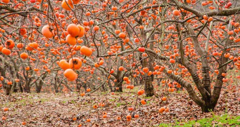 روشهای کاشت و پرورش نهال خرمالو