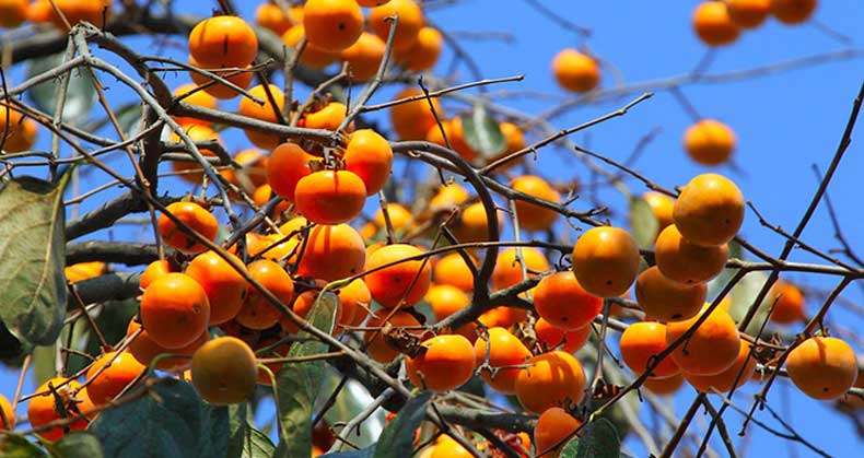 روشهای کاشت و پرورش نهال خرمالو