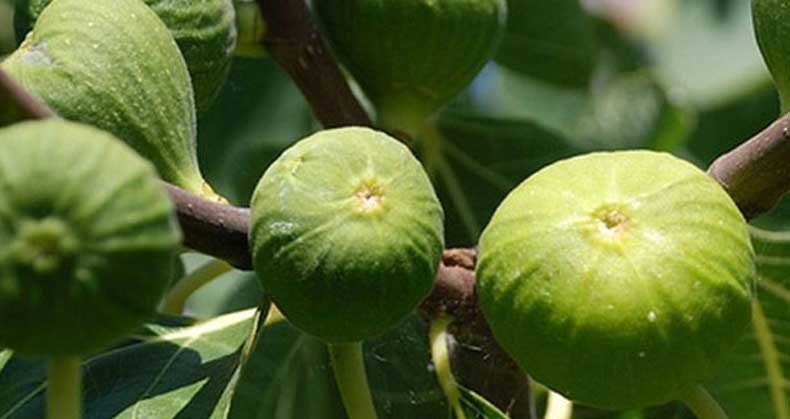 کاشت و نگهداری نهال انجیر