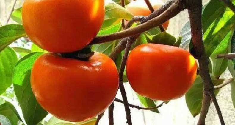 برداشت و نگهداری خرمالو پس از تولید
