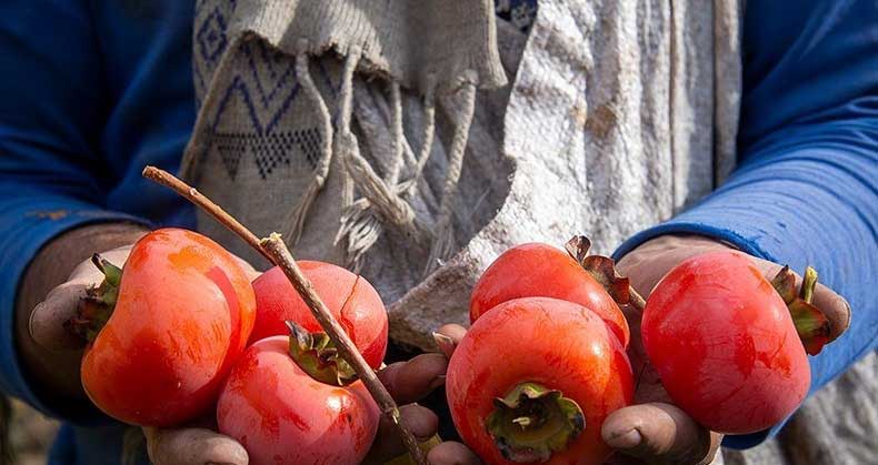 برداشت و نگهداری خرمالو پس از تولید