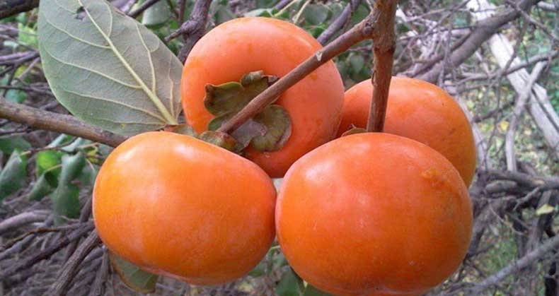 مزایای کاشت نهال خرمالو در باغ