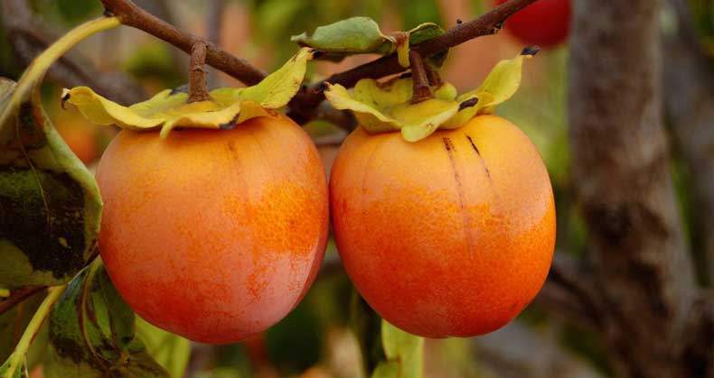 مزایای کاشت نهال خرمالو در باغ