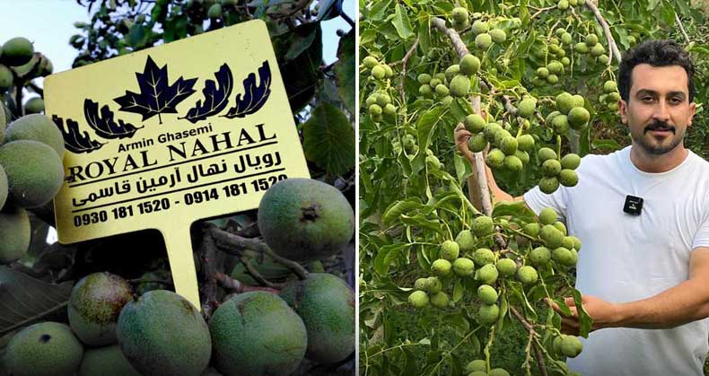 روش های صحیح آبیاری درختان گردو