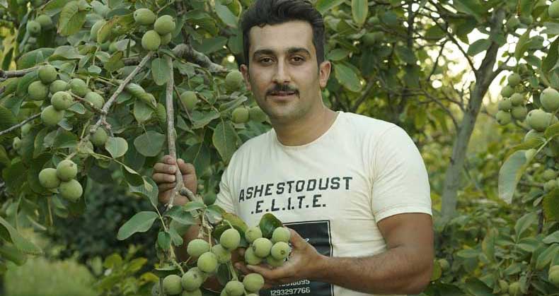 روش های صحیح آبیاری درختان گردو
